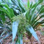 Cordyline mauritiana canne marron Asparagaceae Endémique La Réunion , Maurice 9884.jpeg